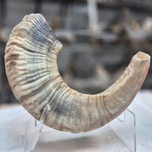 שופר איל טבעי לא מעובד בסגנון תימני  Yemenite Shofar