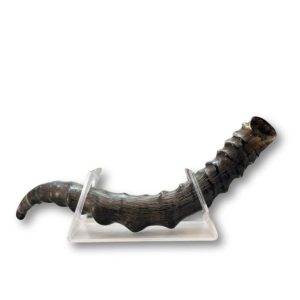 שופר אימפלה Impala Shofar