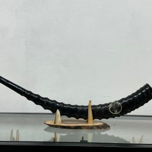 שופר ווטרבאק Waterbuck antelope Shofar