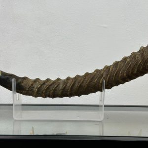 שופר סייבל ענק  Sable antelope Shofar